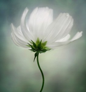 Mandy Disher - The Beacon