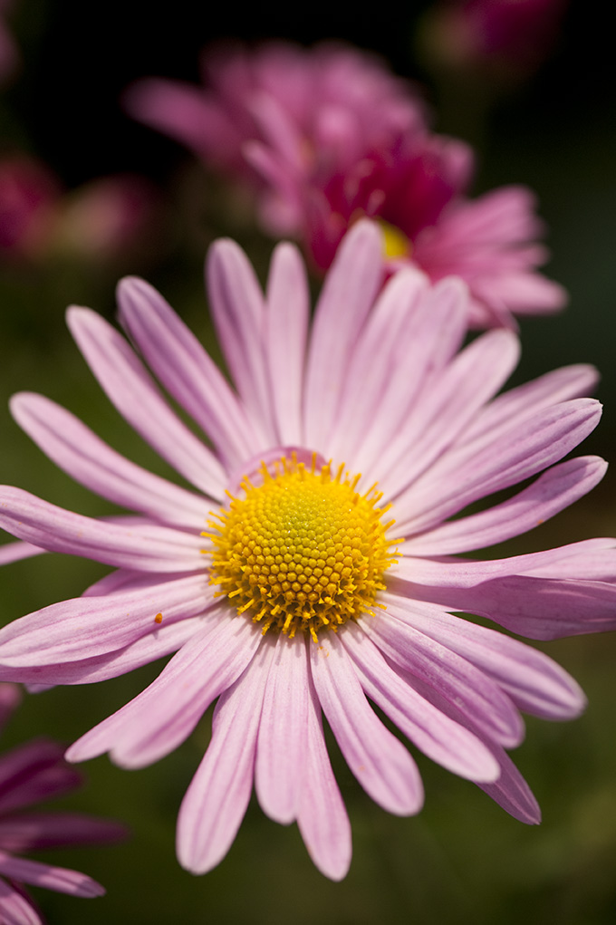 Morning Eye Candy Fall Color Week: Pink – Plant Talk