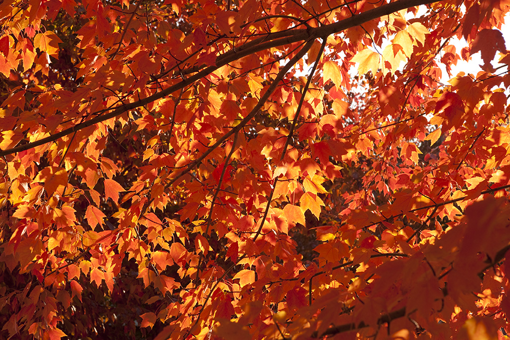 Morning Eye Candy Fall Color Week: Orange - Plant Talk