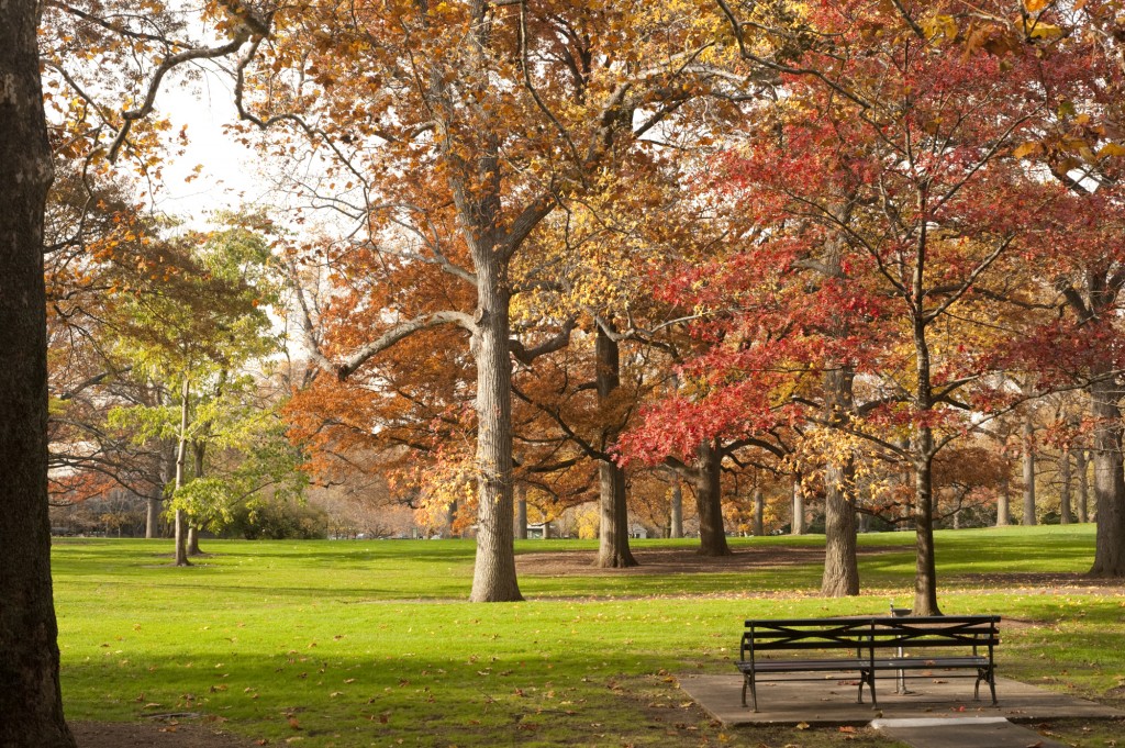 Fall Foliage NYBG