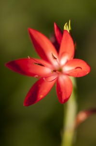 Hesperantha coccinea NYBG