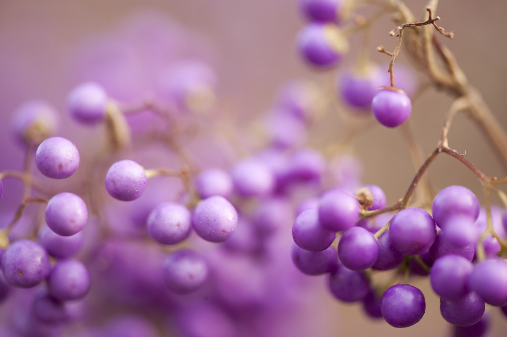 Japanese Beautyberry