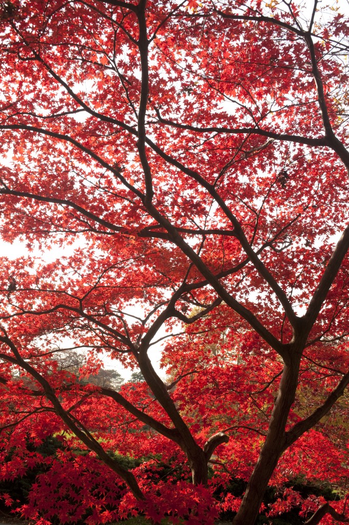 Fall foliage NYBG