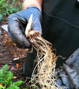 Trillium rhizome