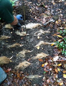 Trillium rhizomes