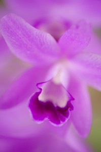 Orchidaceae c. bowringiana