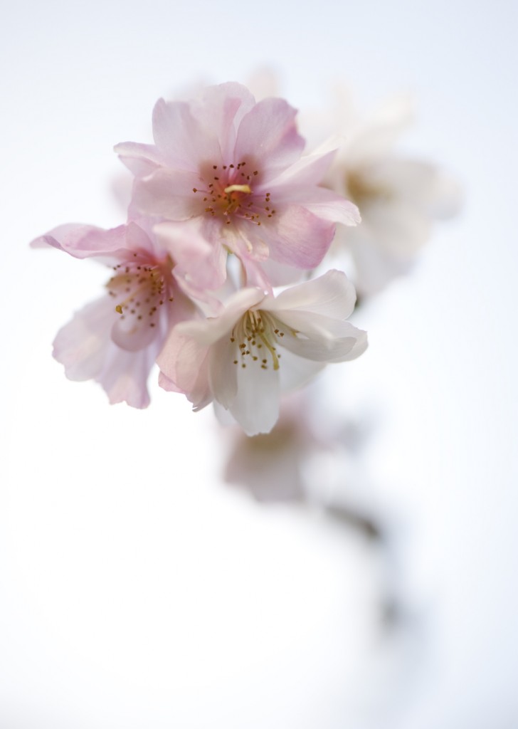Prunus x subhirtella 'Autumnalis Rosea'