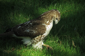 Bronx Red-Tail Hawk