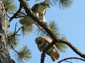 Bronx Red-Tail Hawks