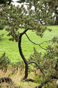 Swiss mountain pine