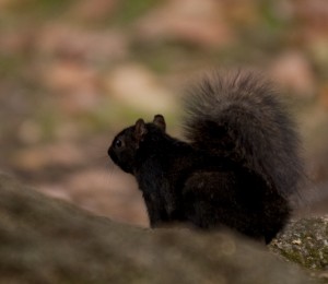 Black Bronx Squirrel