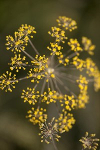 Bronze Fennel