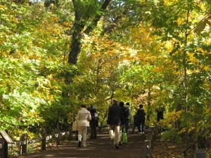 NYBG Forest Dedication