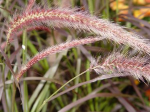 NYBG Fountain Grass