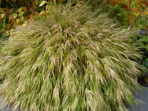 Golden Hakone Grass