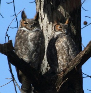 Great Horned Owls