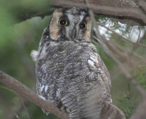 Long-eared Owl