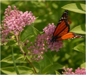 Native Plant Garden Meadow