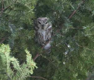 Saw-whet Owl