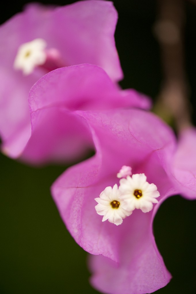 Bougainvillea 'James Walker'