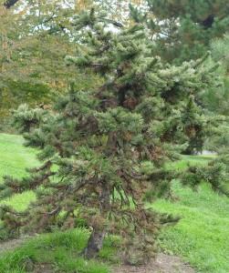 Bristlecone Pine