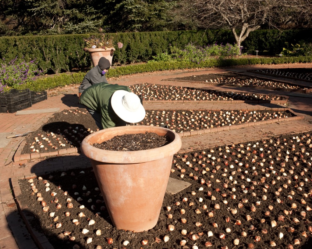 Bulb Planting Bulb Planting