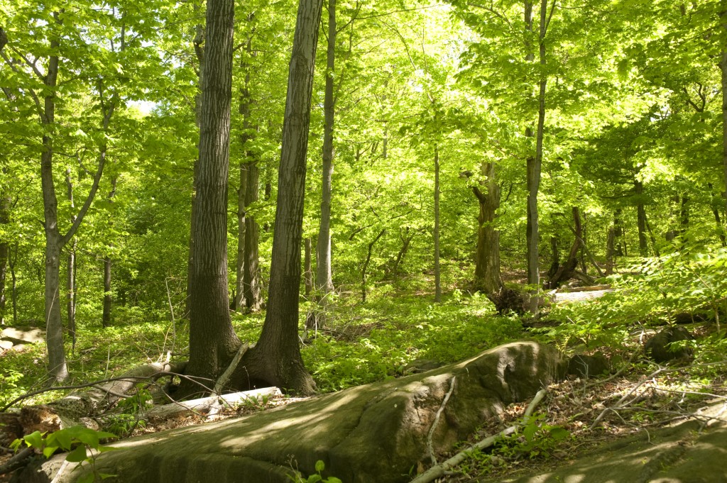 Forest