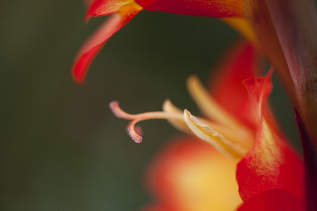 Gladiolus dalenii Gladiolus dalenii