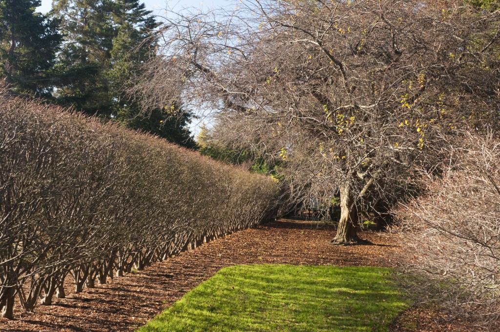 Hedgerow Hedgerow