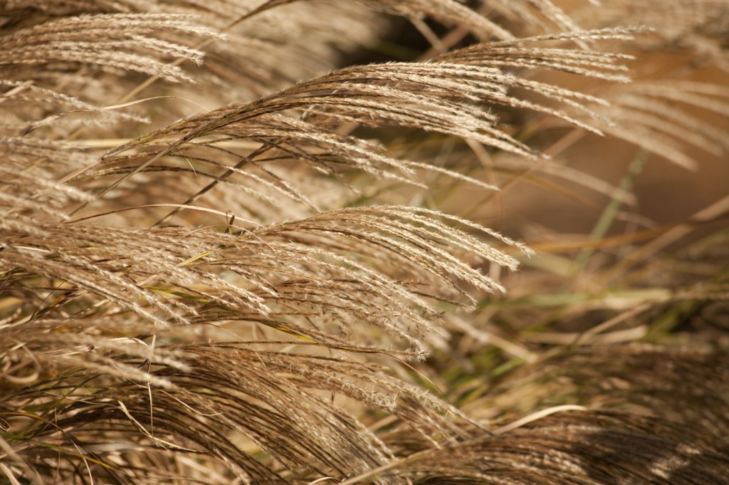 Grasses at the NYBG Grasses
