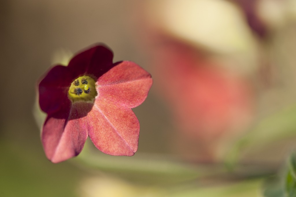 Nicotiana x sanderae 'Baby Bella' Nicotiana x sanderae 'Baby Bella'