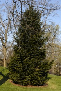 Norway spruce