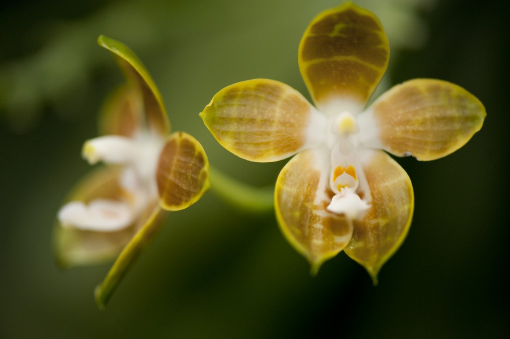 Orchid NYBG Orchid NYBG