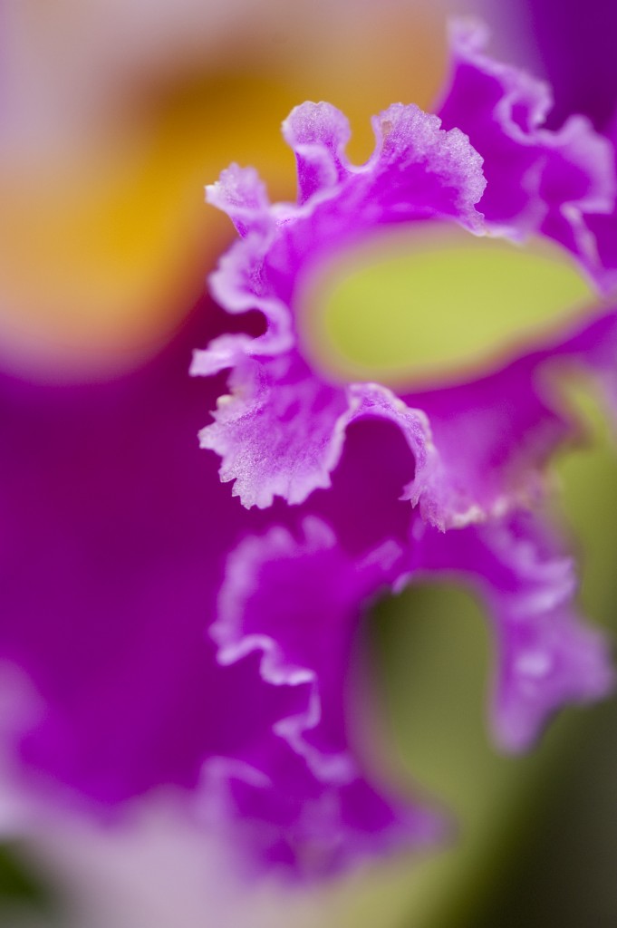 Orchid Orchid