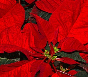 Poinsettia