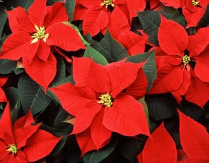 Poinsettia