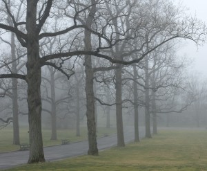 Tulip Tree Allee