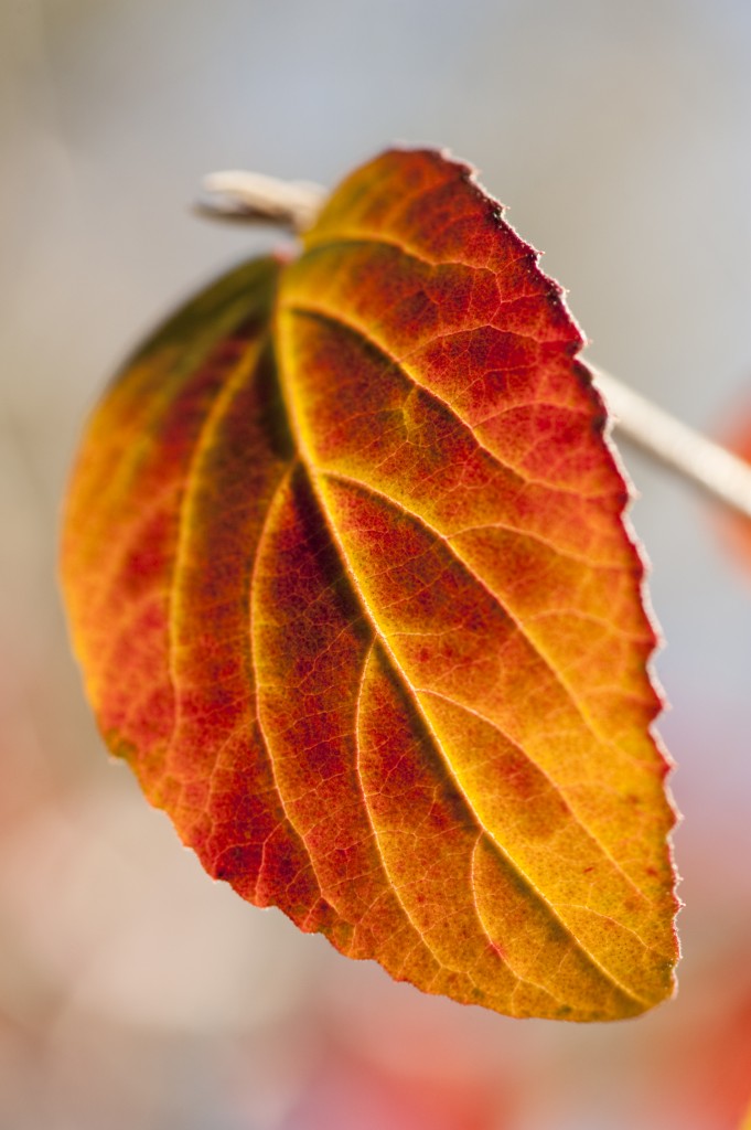 Viburnum x carlcephalum Viburnum x carlcephalum