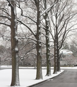 Winter Allee