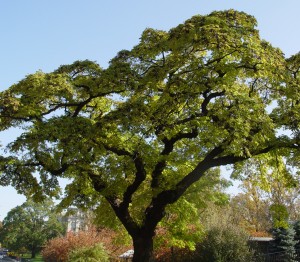 Amur cork tree