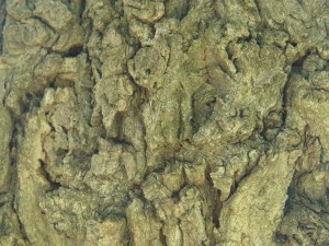 Amur cork tree bark