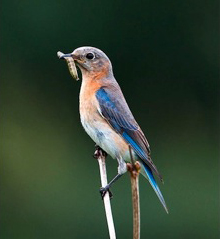 Bird with insect Bird with insect