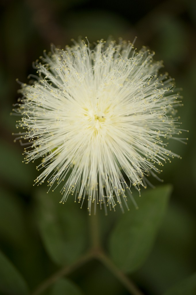 Calliandra haematocephala 'Alba'