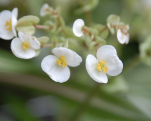 Caribbean Garden