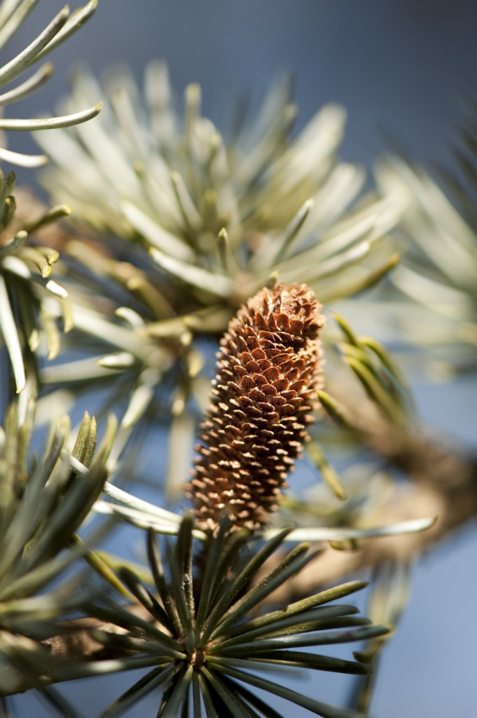 Cedrus atlantica 'Glauca'