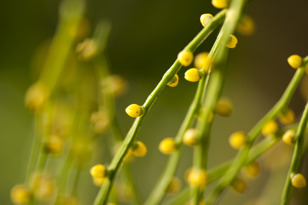Chamaedorea elegans