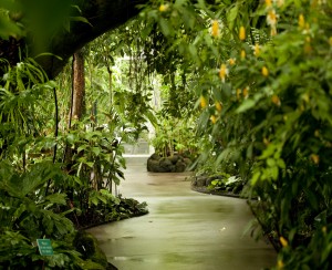 Enid A. Haupt Conservatory