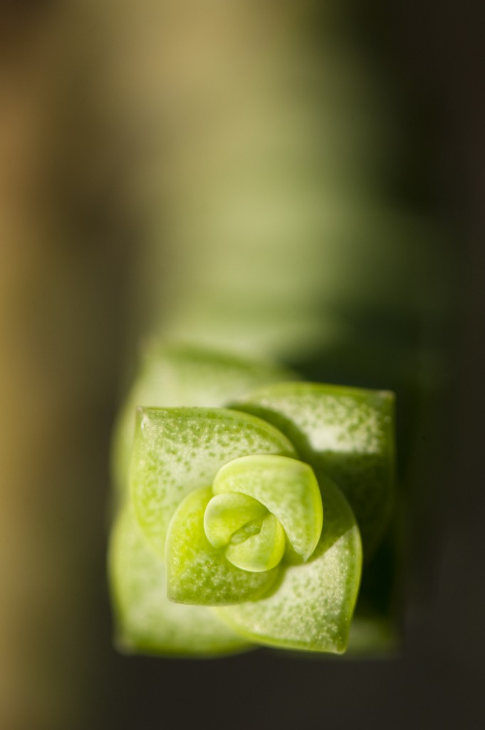 Crassula perfoliata