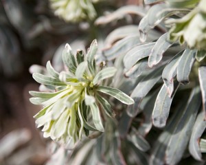 Euphorbia characias 'Glacier Blue'