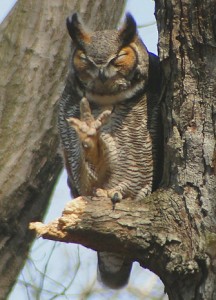 Great Horned Owl